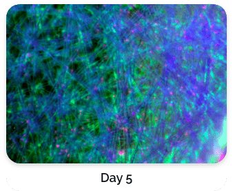 Live Cell Staining with Fluorescence Dyes day 5